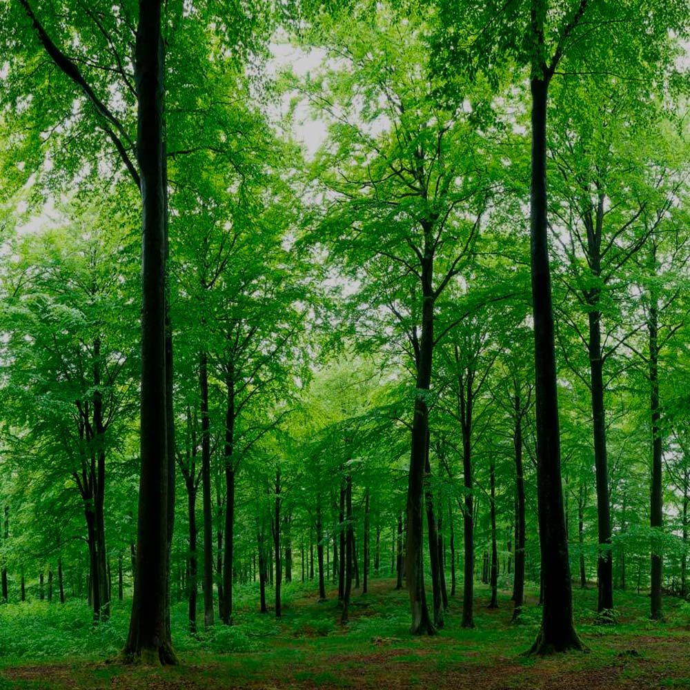 Plant 5 træer Plant 5 træer